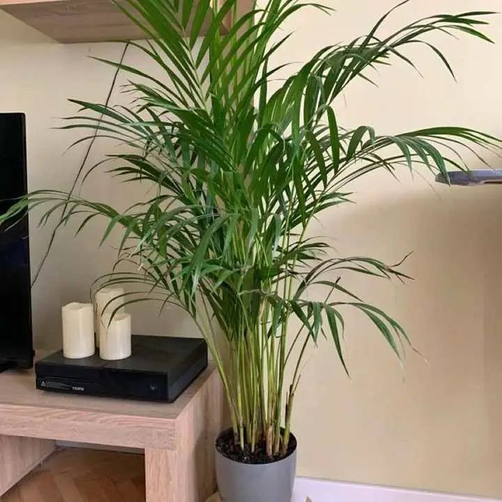 Plantas artificiales Decorativas