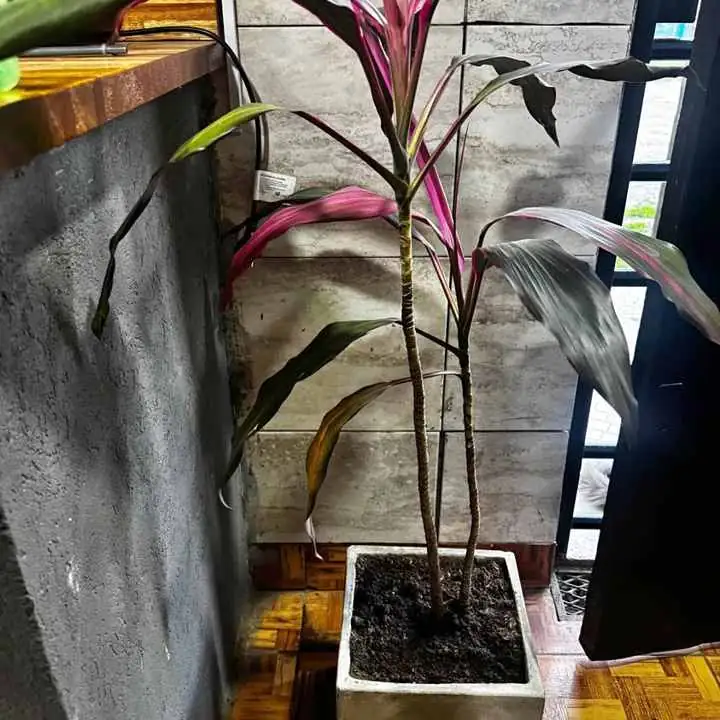 Plantas para interior