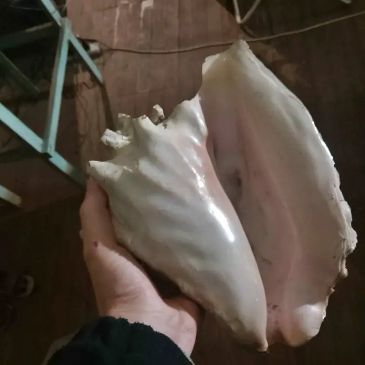 Adorno para pecera acuario