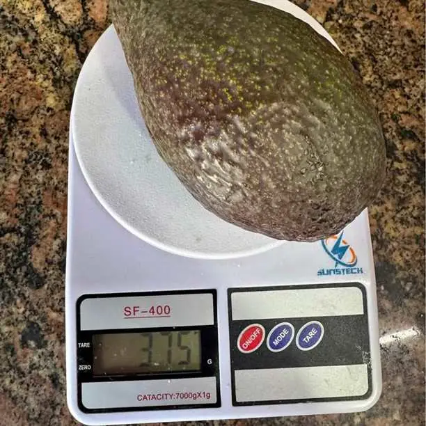 Palta torres madura