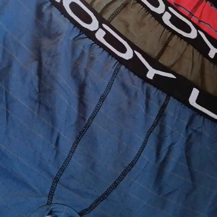 Boxer adulto