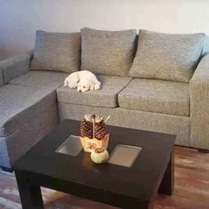 No esperes mas para renovar tu el envio es gratis