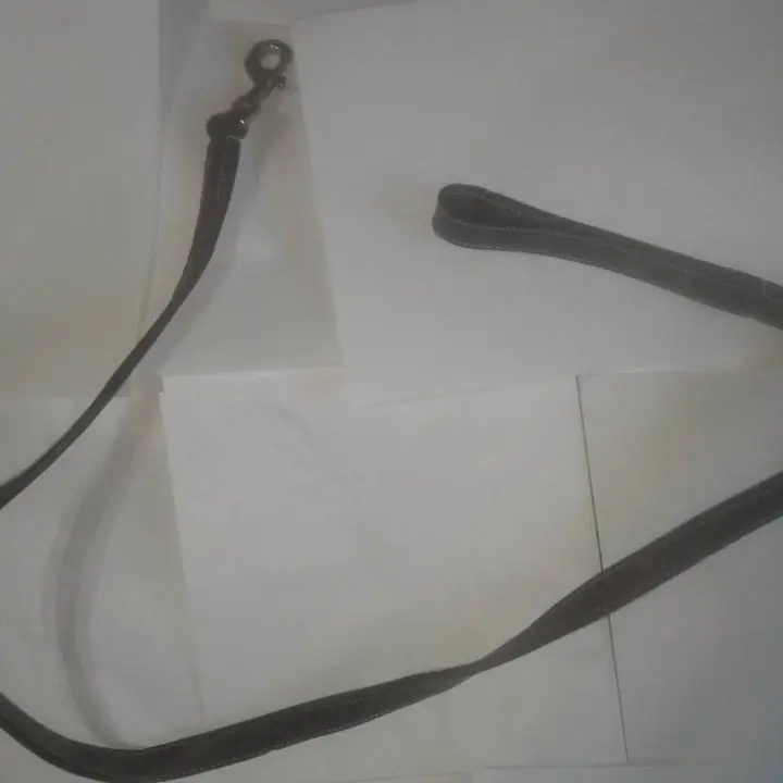 Correa con collar para mascotas