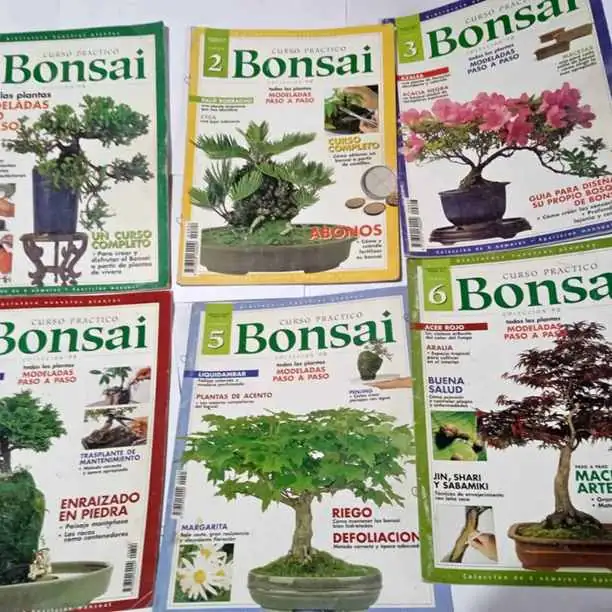 6 Fasciculos bonsai