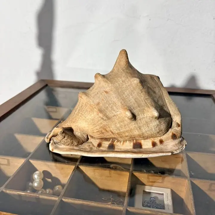 Caracol de mar grande