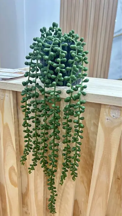 Planta colgante con maceta