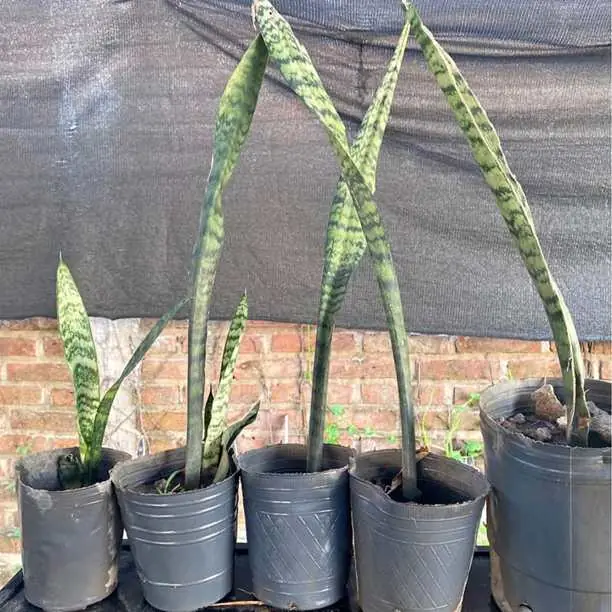 Planta Lengua de suegra / Espada de San Jorge / Sansevieria