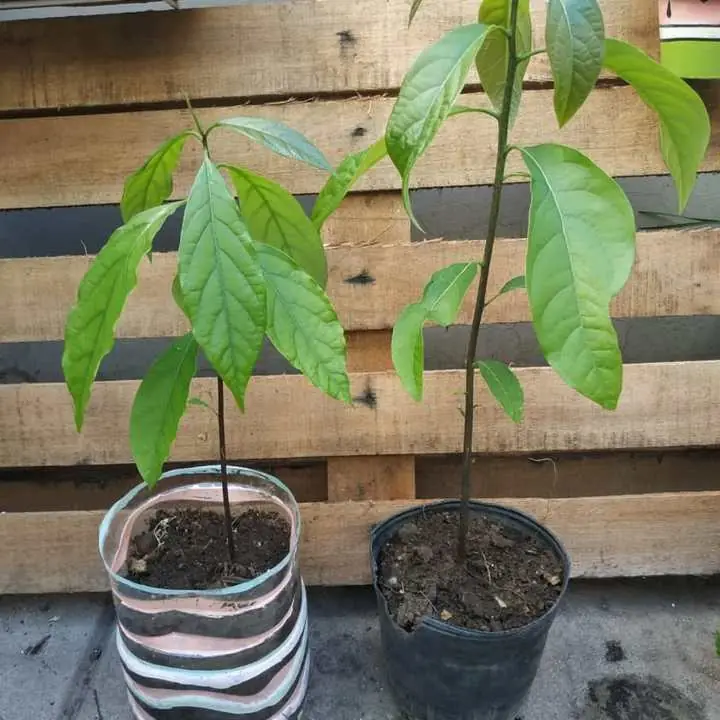 Árbol de palta listo para transplantar