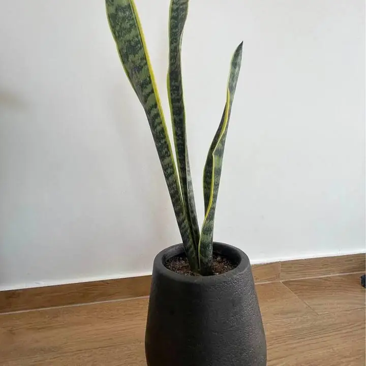Planta de interior Lengua de Suegra con maceta