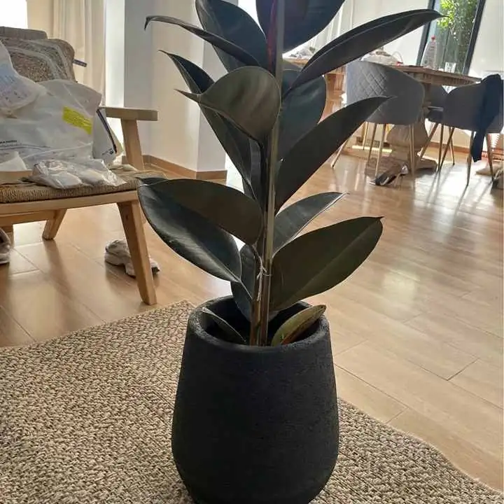 Planta gomero con maceta