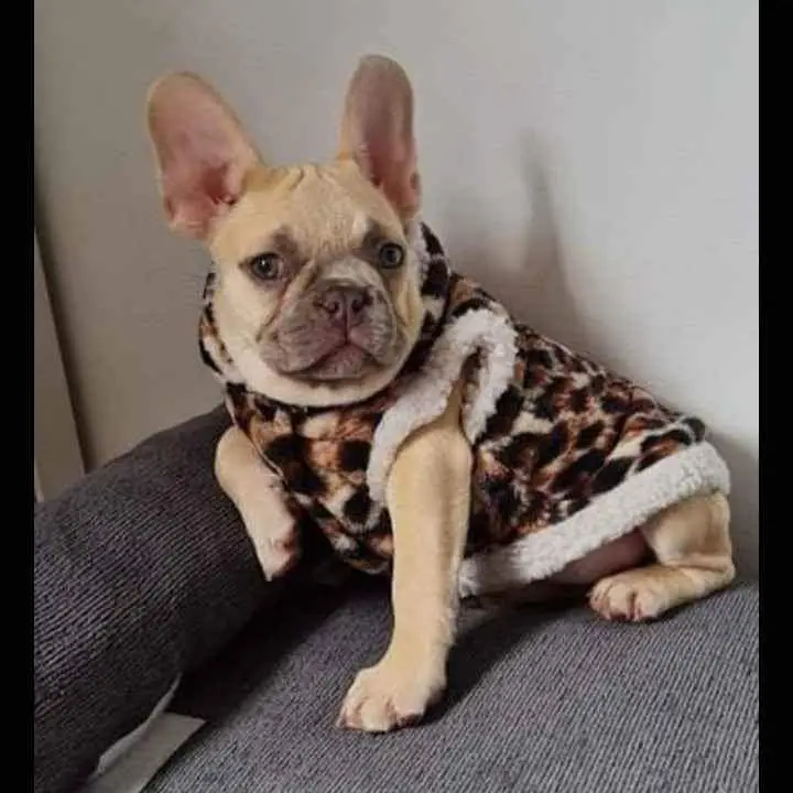Sillón mascotero