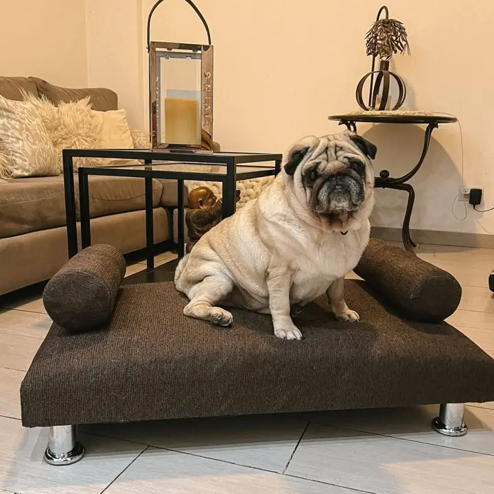 Hola gente linda como va ? les traigo sillones mascoteros espero les guste porque ello