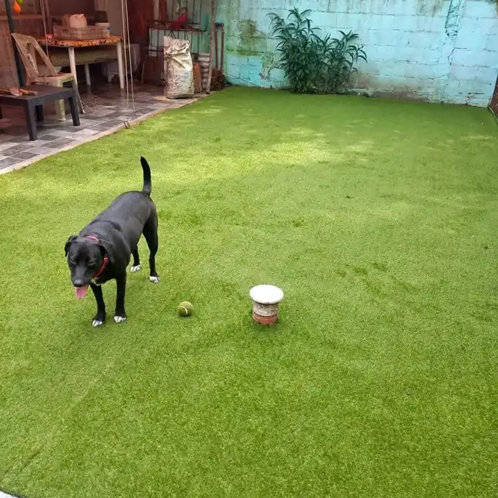 Rollo de césped tipo alfombra
