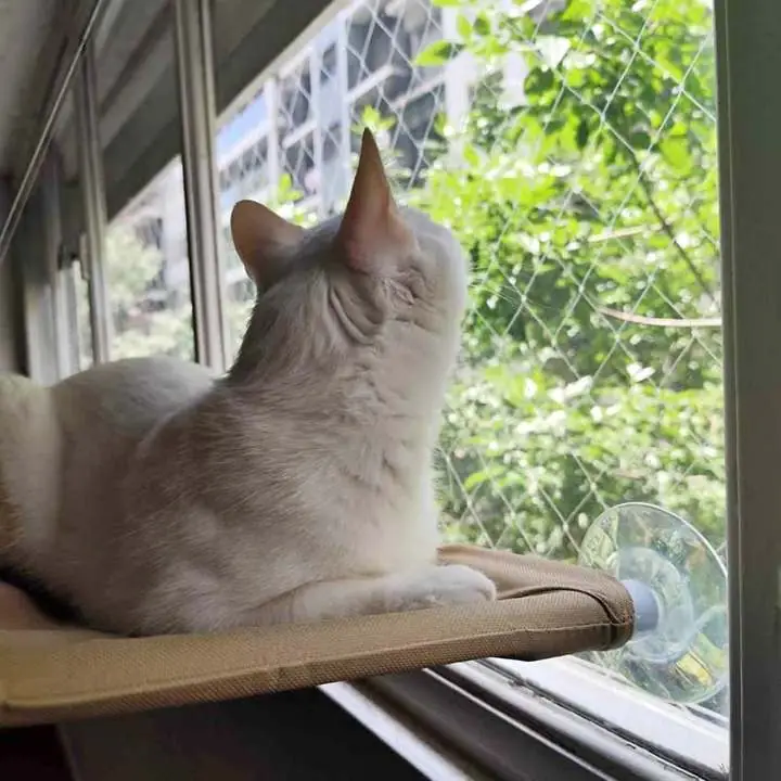 Hamaca para gatos