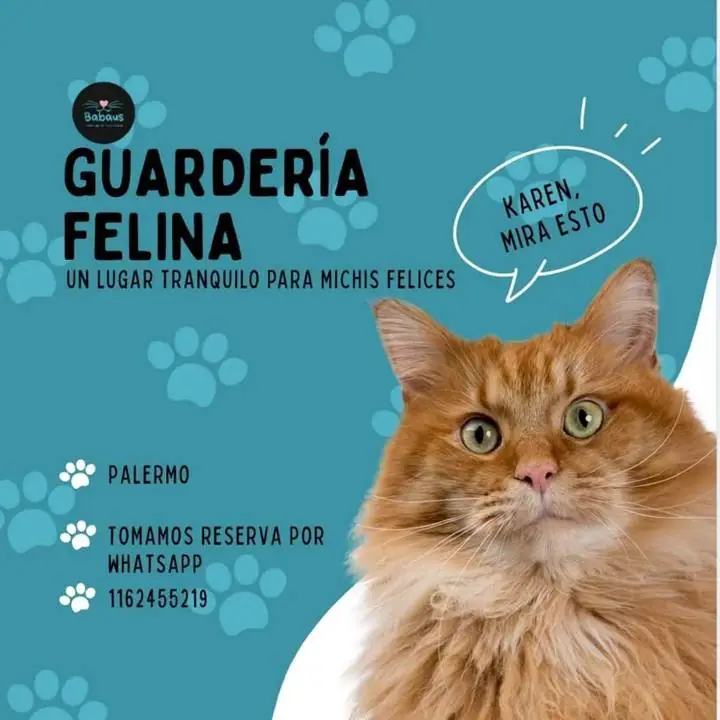 Guardería de gatitos