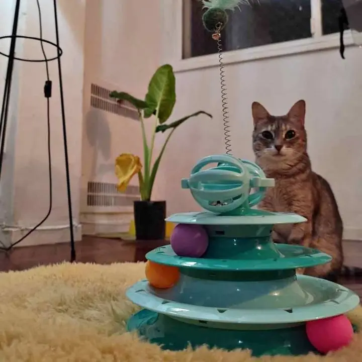 Juego interactivo para gatos 2 niveles